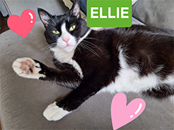 Ellie