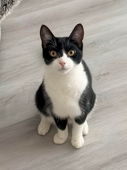 Mittens