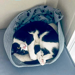 Mittens